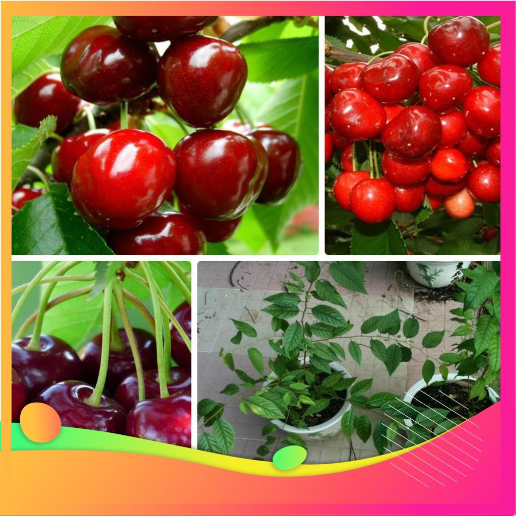 Hạt Giống Anh Đào Cherry- 5 Hạt [ Tặng bộ dụng cụ làm vườn Mini 3 món ] VIETGAR