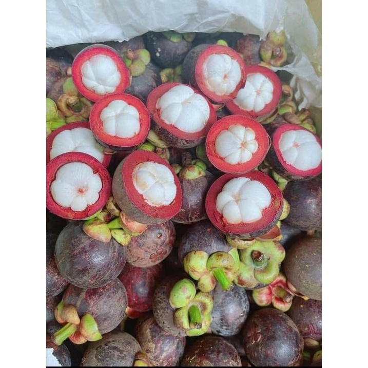 Cây măng cụt thái