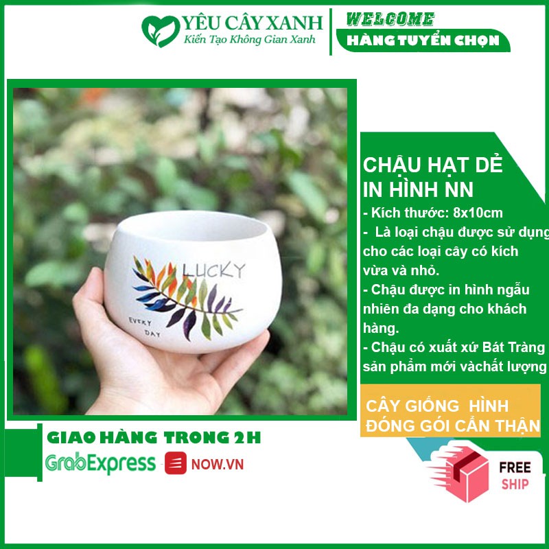 Chậu Tròn Hạt Dẻ In Hình  (hình ngẫu nhiên)