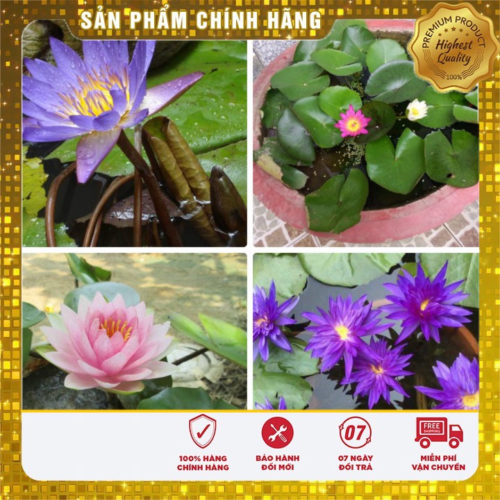 HẠT GIỐNG HOA SÚNG MINI THÁI 5 HẠT 5 MÀU