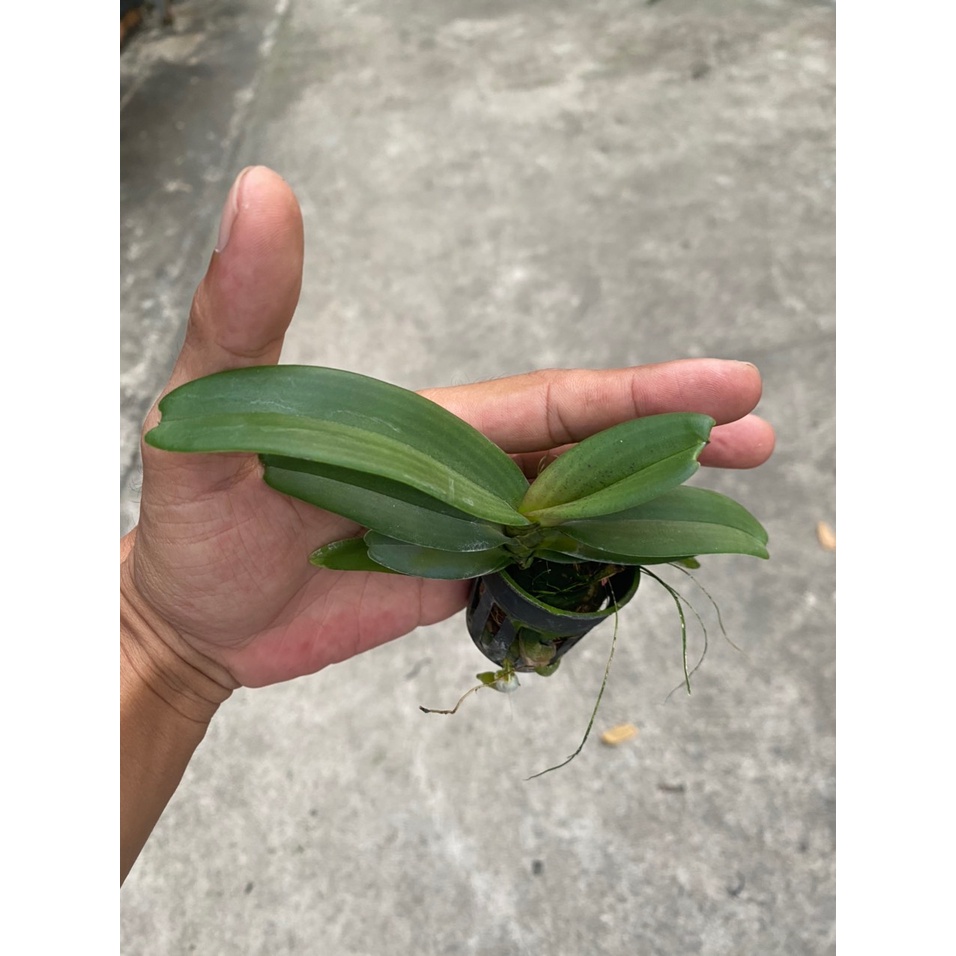 [Chính hãng] ngọc điểm(đai trâu, nghinh xuân) màu vàng lưỡi đỏ độc lạ hàng cây giống 9 tháng tuổi