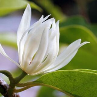 Cây giống hoa ngọc lan