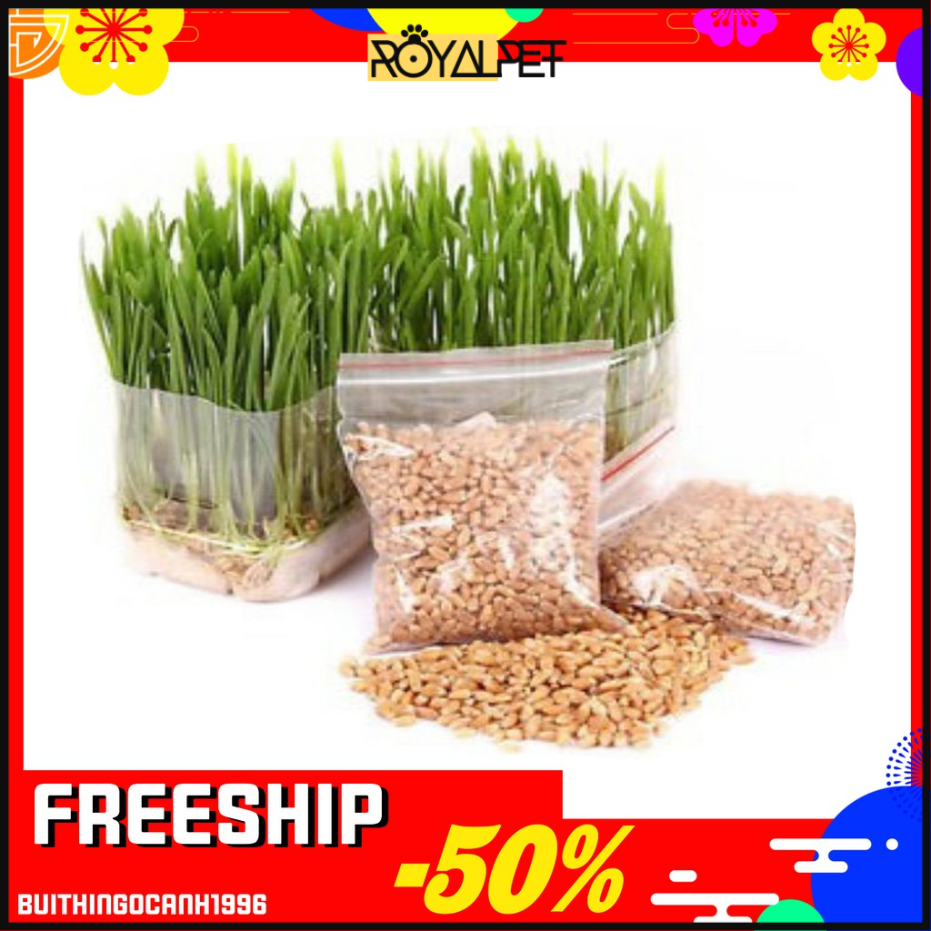 🎭🤹🏼‍♂️(~50g) HẠT GIỐNG CỎ MÈO TƯƠI NGON BỔ DƯỠNG🎗🏵