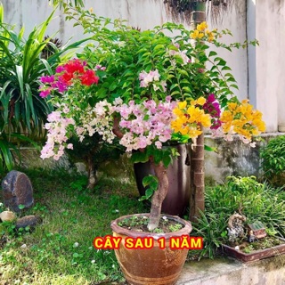 2 cây hoa giấy ngũ sắc cây khỏe dễ trồng