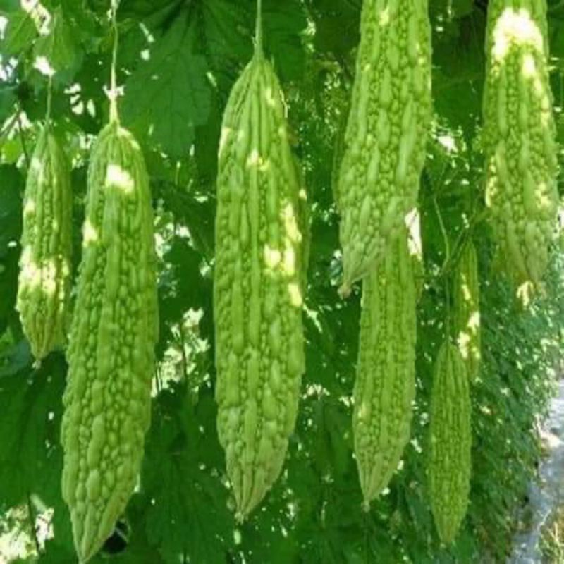 Hạt giống khổ qua mỡ, mướp đắng trái dài gói 20 hạt, năng suất cao