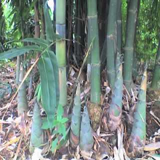 Combo 2 cây giống măng tre Bát Độ