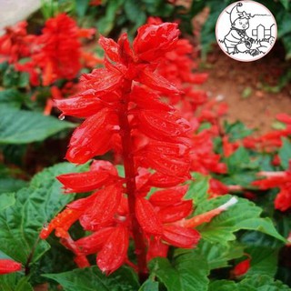 HẠT HOA XÁC PHÁO ĐỎ - GÓI 0,5 GRAM