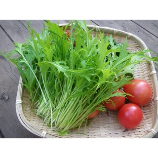 Hạt giống cải đuôi phụng