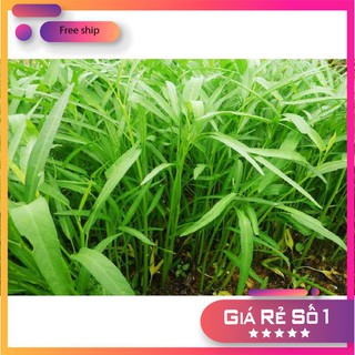 Giống rau muống (100g)