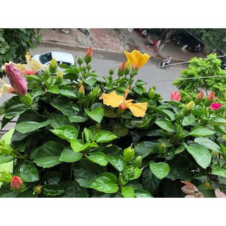cây dâm bụt