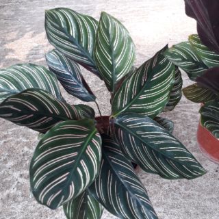 🌿🍒 Combo 02 cây đuôi công sọc tím 🌿🍒
