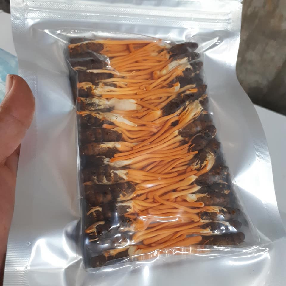 Combo 20 Con Đông Trùng Hạ Thảo Nguyên Con