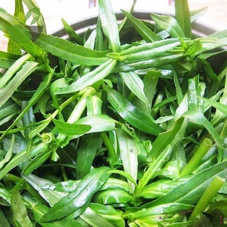 [chỉ giao khu vực miền nam] 500 gram rau ngổ tươi (ngổ đất - ngổ trâu - ngổ đắng - cúc nước - ngổ thơm)