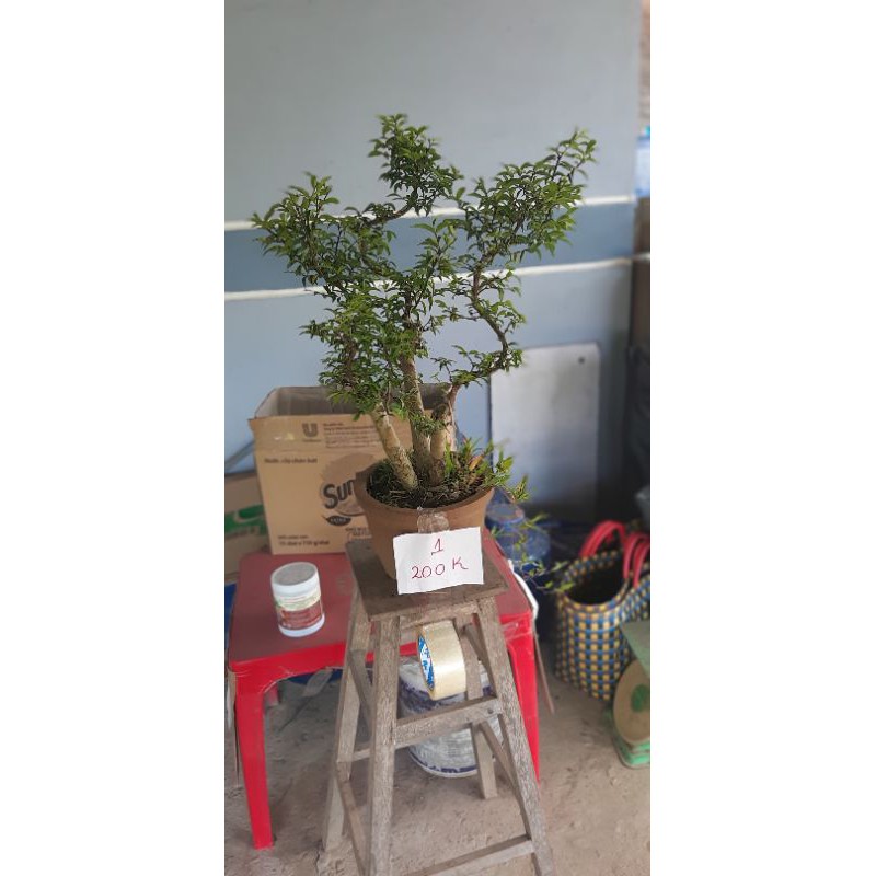 Phôi mai chiếu thủy