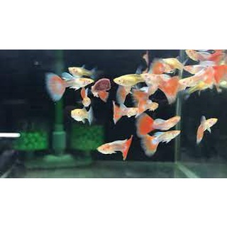 Combo 1 cặp Blue Topaz Red Tail