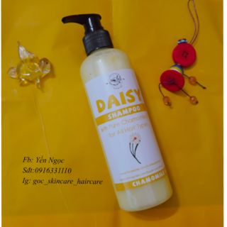 Dầu gội Daisy- hoa cúc la mã