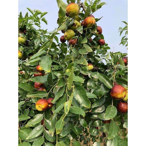 Giống Hồng Táo Trái To Khủng
