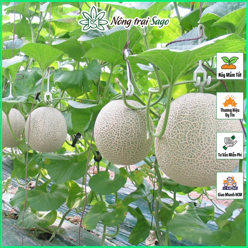 Hạt giống Dưa Lưới Ruột Vàng Chịu Nhiệt, Trái To, Ngọt, Trồng Quanh Năm - Nông Trại Sago