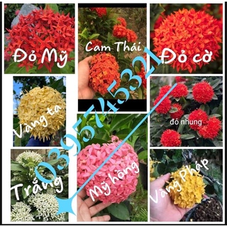 Combo 20 cây mẫu đơn giống 8 loại # nhau đc chọn riêng mầu