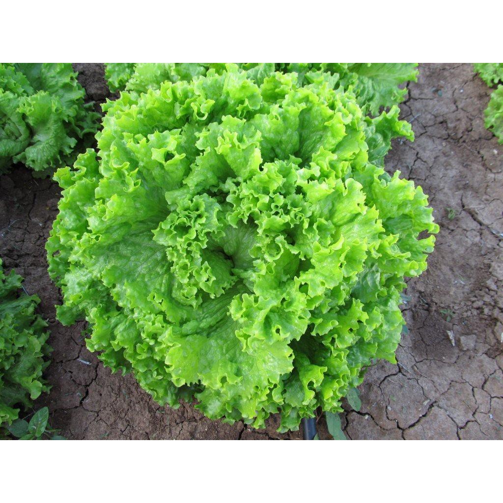 Hạt giống xà lách xoăn cao sản 5gr