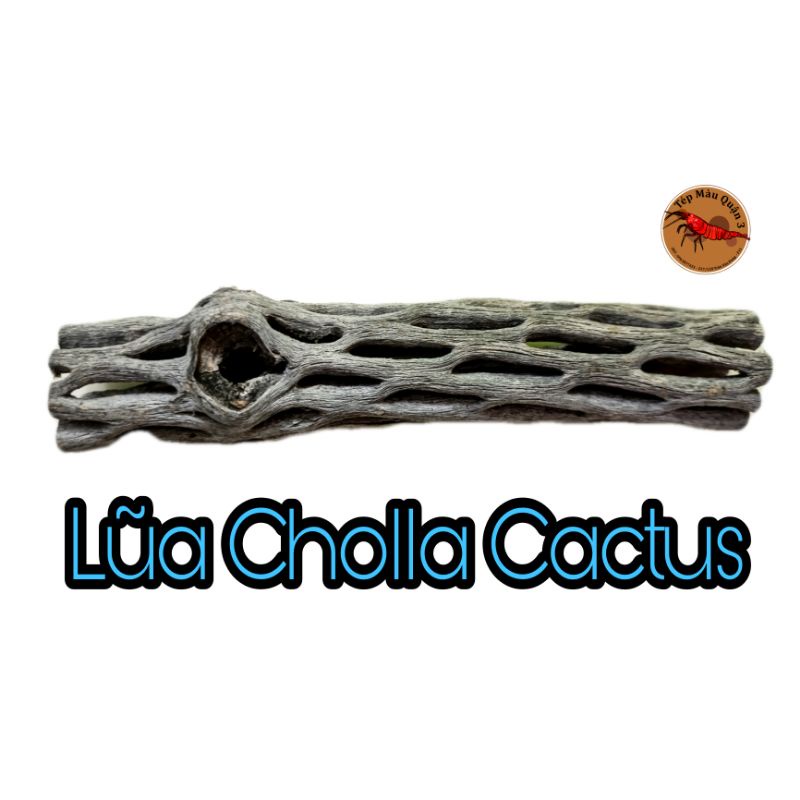 Lũa Cholla - Lũa Xương Rồng  Cho Tép Cảnh