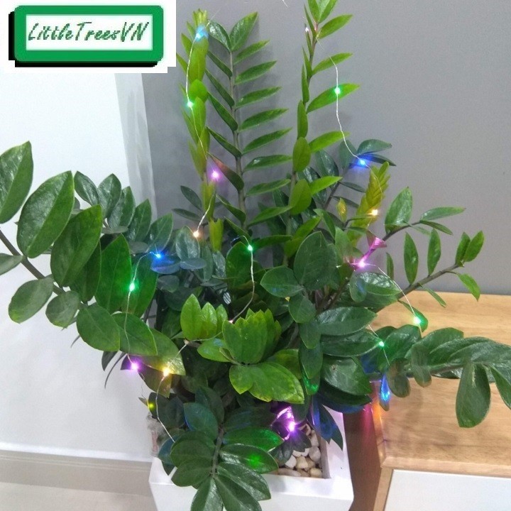 Dây đèn trang trí diều, đèn trung thu... dài 3m, 30 bóng, nhiều màu, không nháy, dùng pin  - không kèm pin