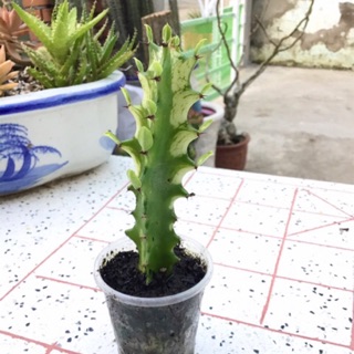 Xương rồng 3 cạnh, lem trắng ngà vàng