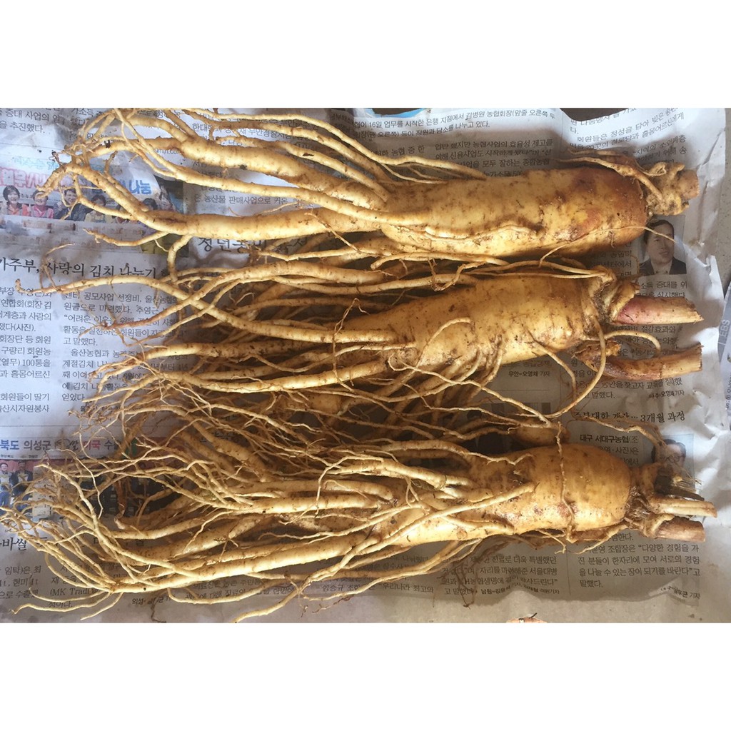 Nhân sâm tươi Hàn Quốc loại 3 củ = 0,5kg, PP Sâm Yến Thái An | BigBuy360 - bigbuy360.vn