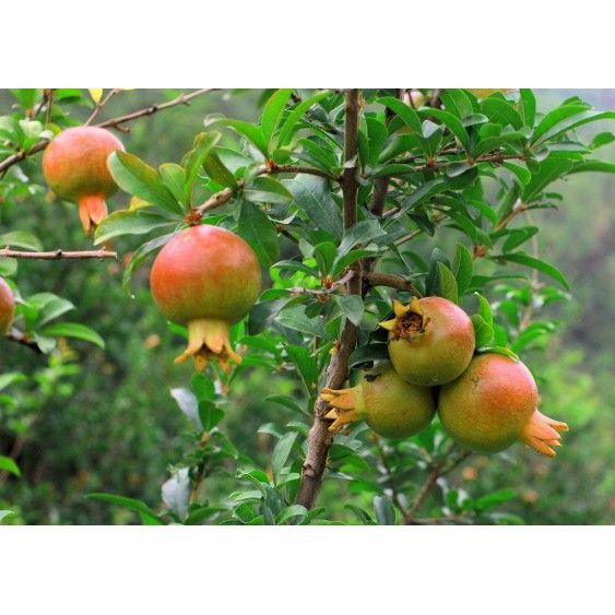 Cây giống lựu thái, trái to, ngọt, bầu rễ ổn định, năng suất cao, cây khỏe mạnh - Summer Garden