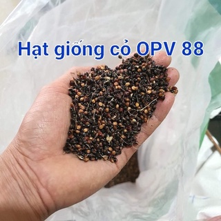 Hạt giống cỏ ngô Opv88 gói 10g
