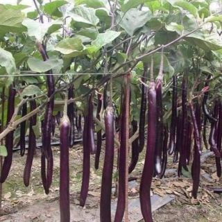 Hạt giống cà tím siêu dài gói 50 hạt