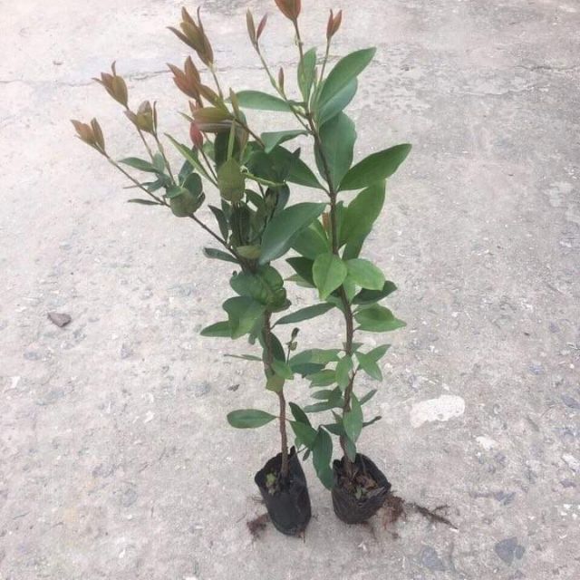 Cây giống cherry Brazil