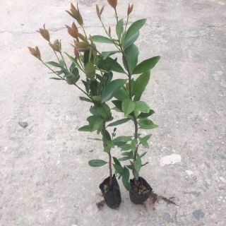 Cây giống cherry Brazil