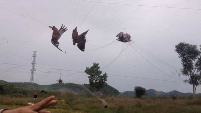 Lưới bẫy chim cu dài 50m cao 5m mắt 8cm