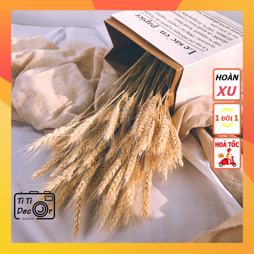 Bó Hoa Bông Lúa Mạch Khô TiTi Decor, Hoa Lá Khô Trang Trí