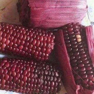 Hạt giống Bắp nếp tím Thái Lan