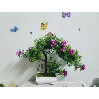 Hoa bonsai để bàn