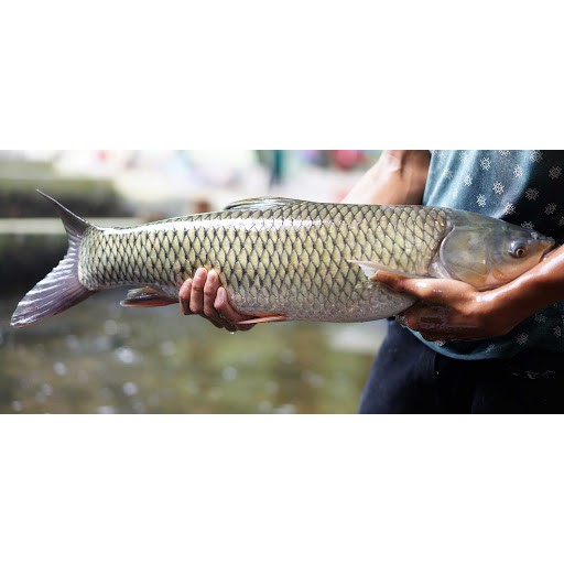 CẦN CÂU TAY SHIMANO, DAIWA,  CẦN CÂU TAY GIÁ RẺ.