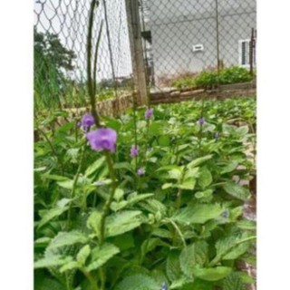 👉🌱🌱🌱👍 Combo 10 cây đuôi chuột hoa tím (Cây mạch lạc)