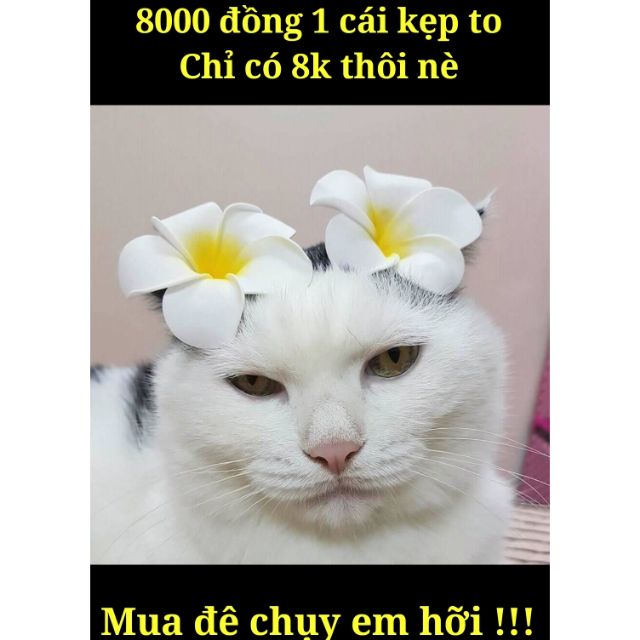 Kẹp hoa sứ hot girl