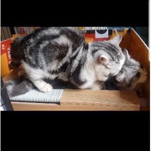 Bệ phối cho mèo munchkin ,mèo chân ngắn