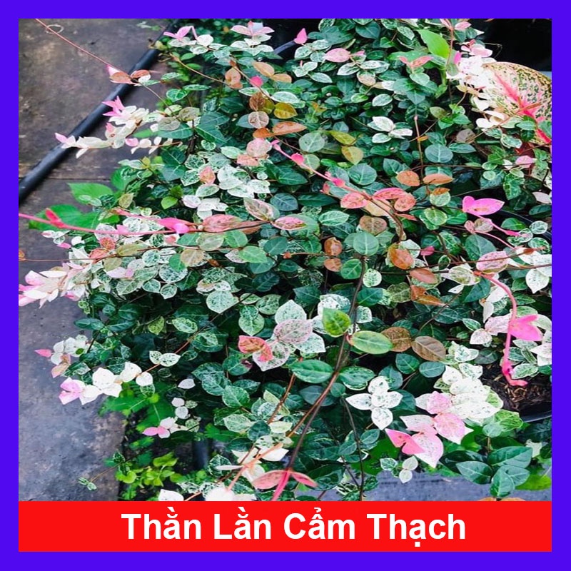 Cây thằn lằn cẩm thạch  - caykiengsadec