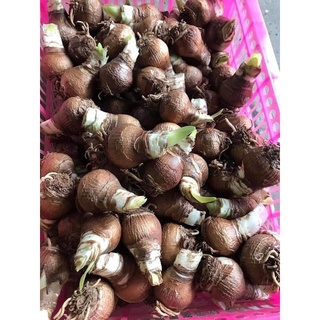 Củ hoa Đỏ Nhung (gửi củ như hình 2)