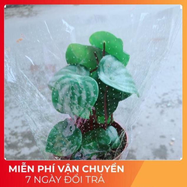 Cây Lá Dưa Hấu