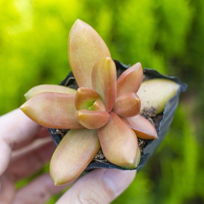 Sen đá vàng 5-7cm - Vườn sen đá