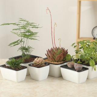 Chậu cây nhựa hai ngăn tự hút nước tròn