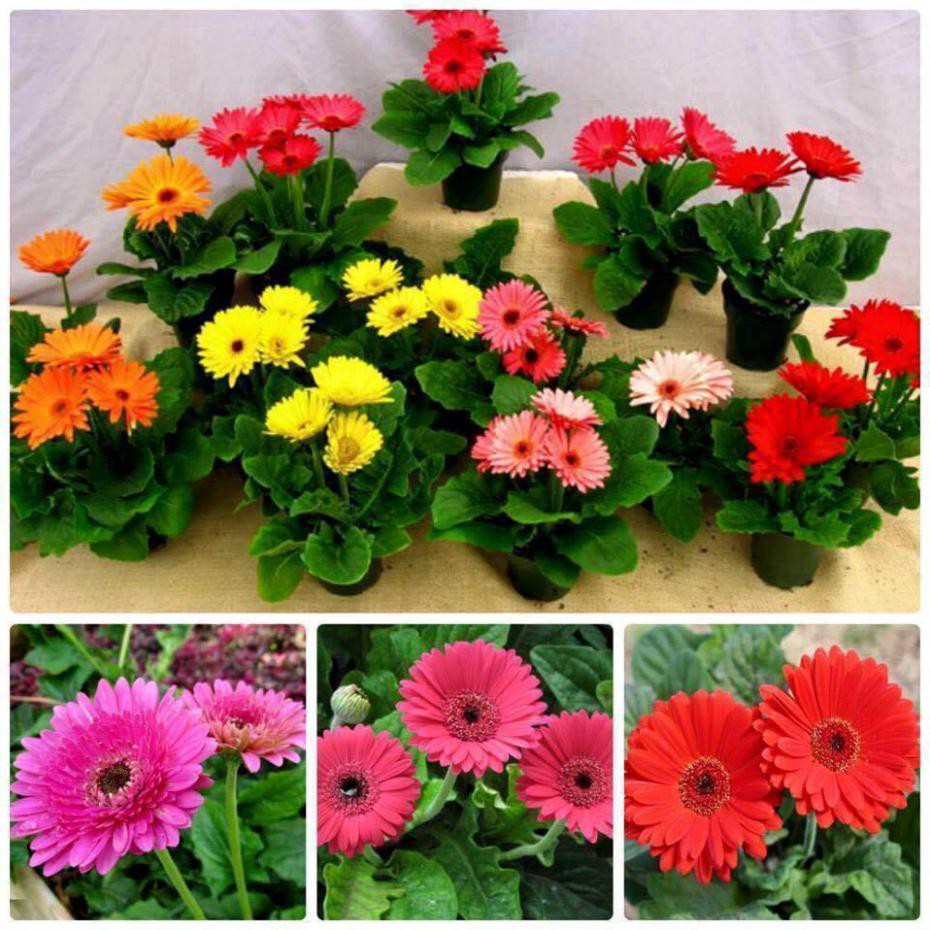 Gói 100 Hạt Giống Hoa Đồng Tiền Kép Lùn - Mix (Gerbera)