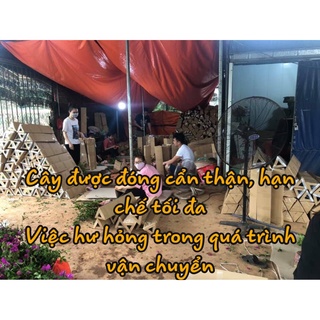 Cây Bưởi Ruby Thái Lan