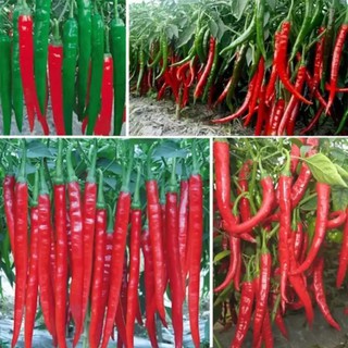 Hạt Giống ỚT HÀN QUỐC - ỚT CHỈ THIÊN SIÊU NĂNG XUẤT 50 Hạt/Gói