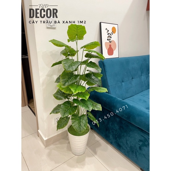 CÂY GIẢ DECOR- Cây trầu bà xanh đủ kích thước từ 70cm đến 1M6